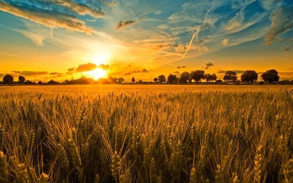 آغاز طرح پایداری خودکفایی تولید گندم